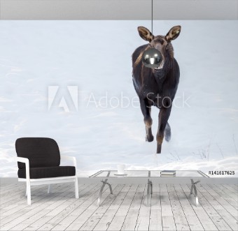 Picture of Moose on the run 